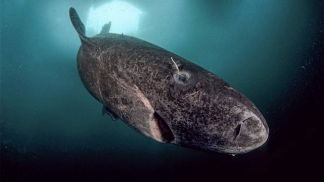 Somniosus microcephalus