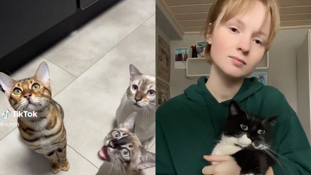 Así se pone el filtro de voz para gatos en TikTok