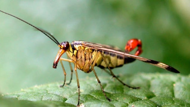 <span>El "escorpión volador", insecto llamado así porque posee una especie de aguijón, no representa mayor peligro para los humanos.</span>