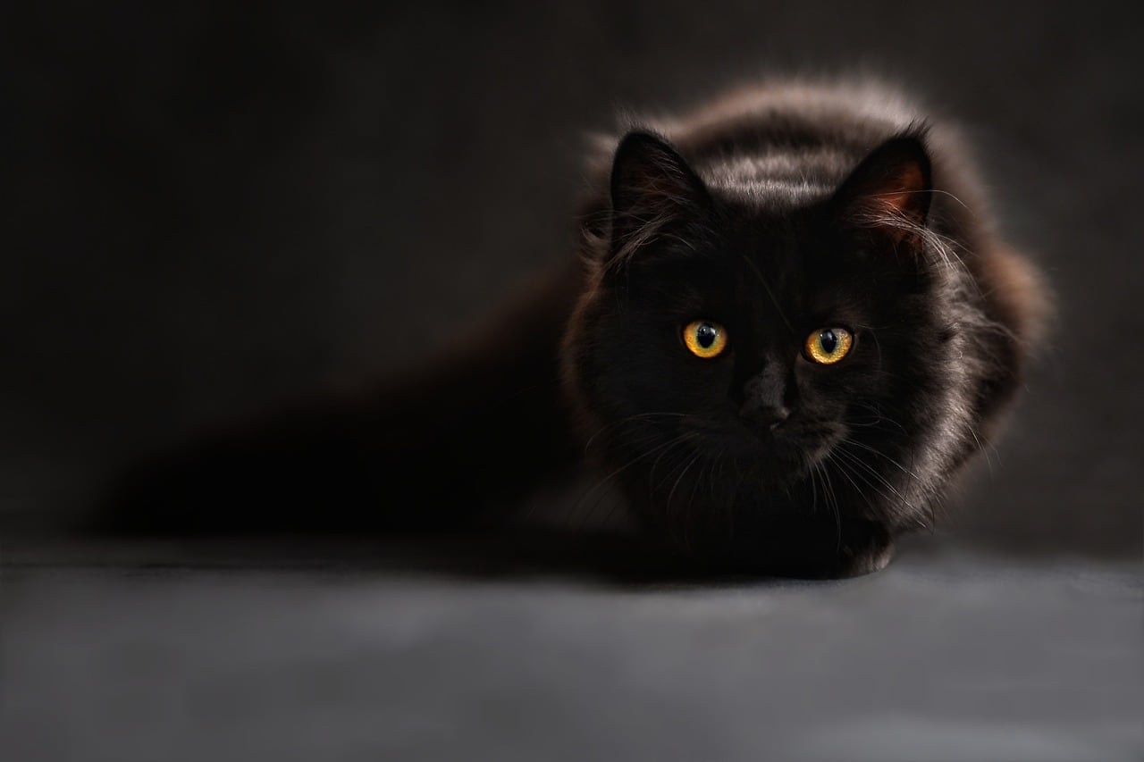 Gato