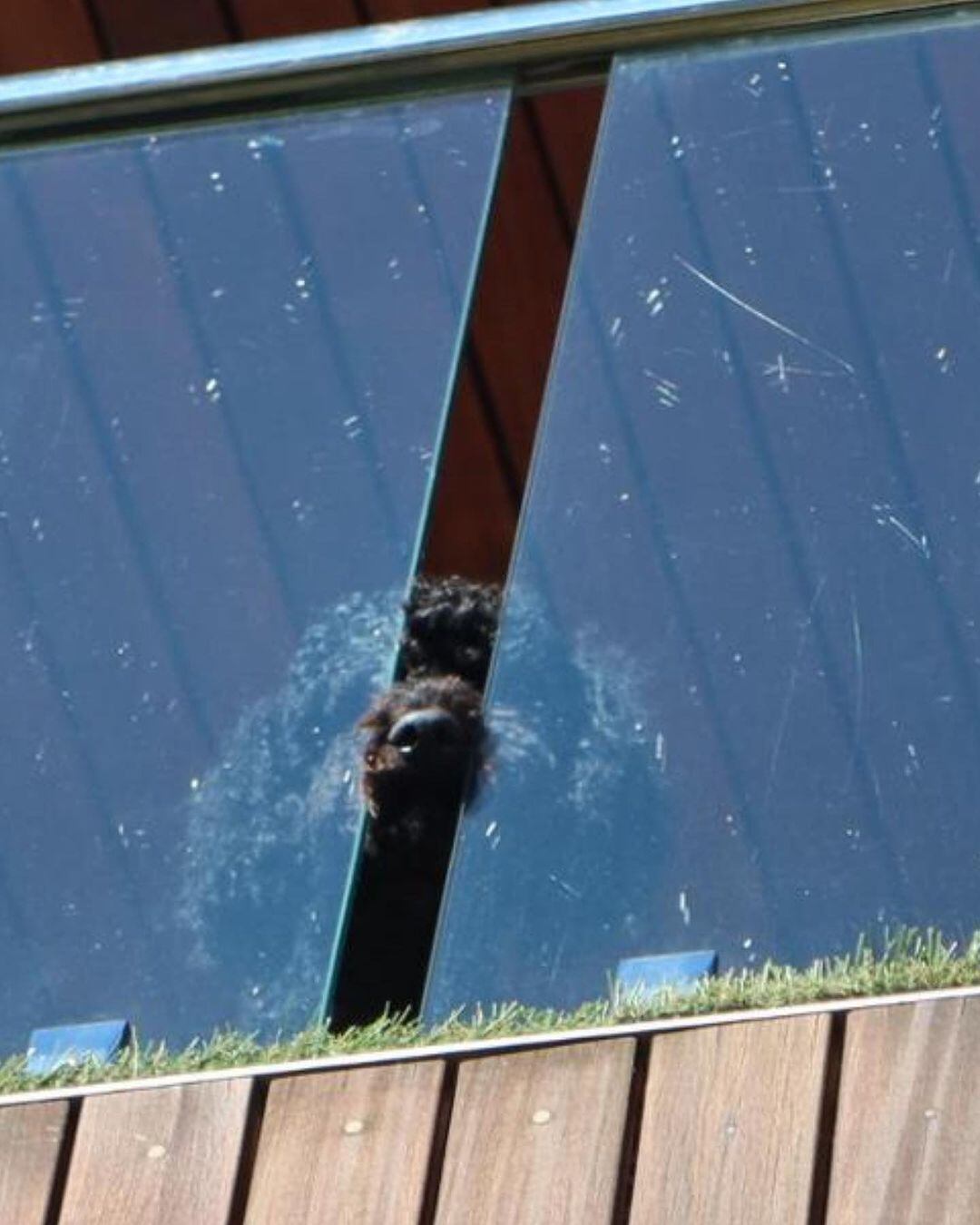 Baghera, el perro de Danna Paola.