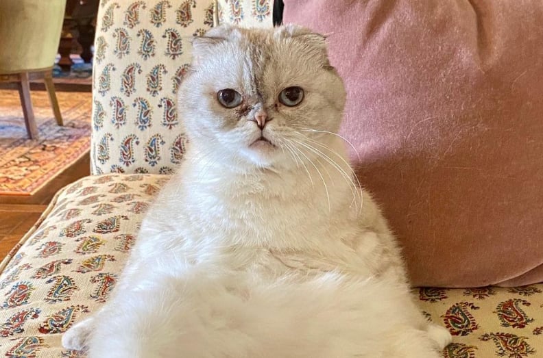 Olivia, mascota de Taylor Swift