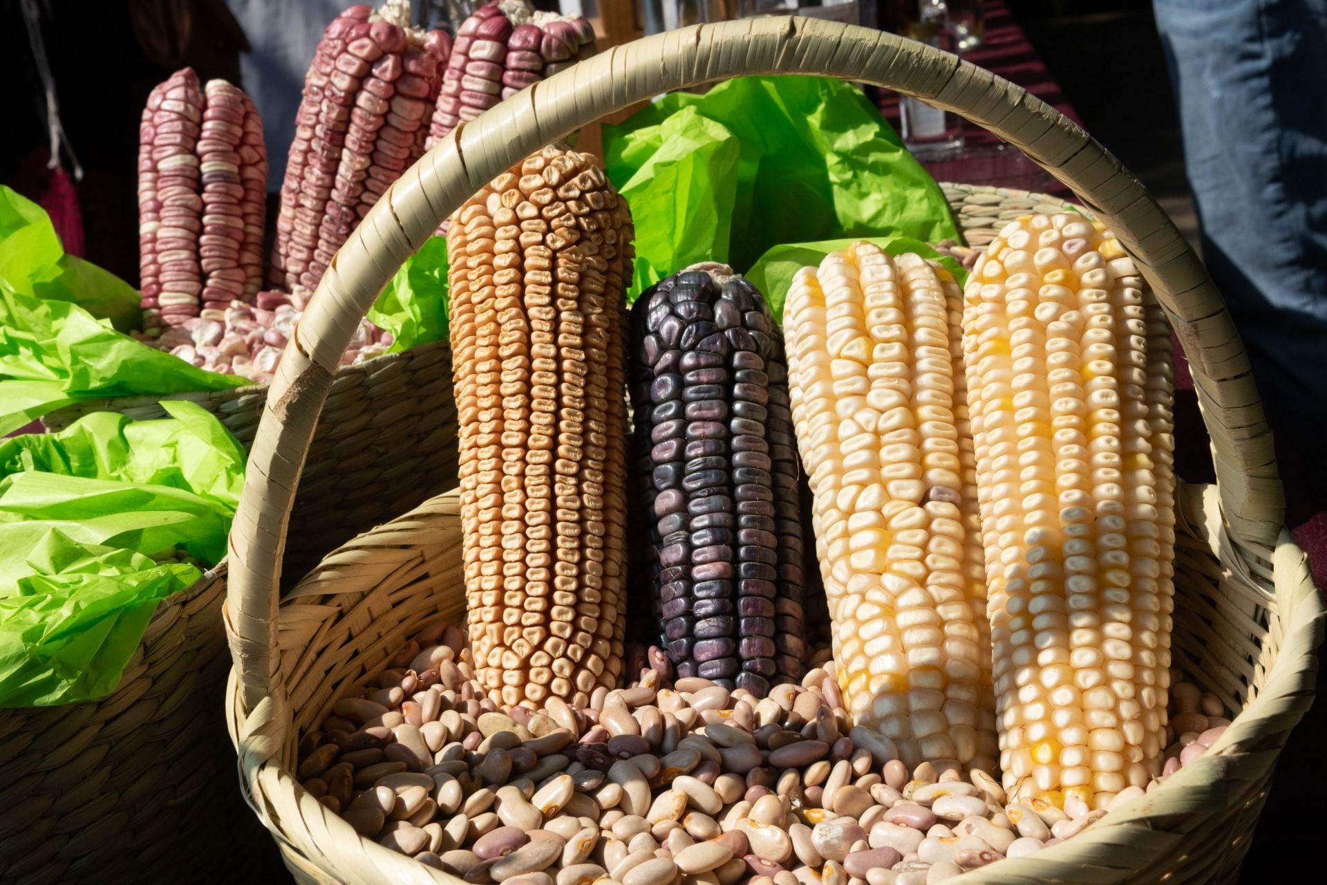 Variedad de maíz cosechado en Michoacán.