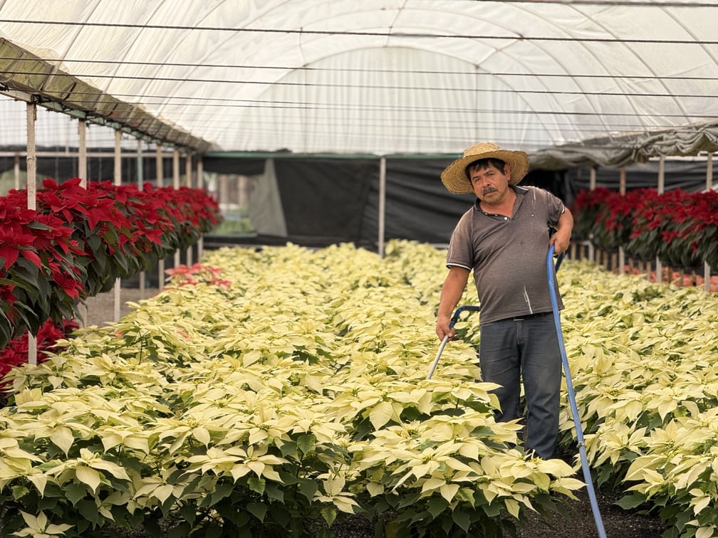 Venta de nochebuenas dejaron derrama millonaria