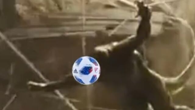 El Lagarto golpeado por un balón de Chicharito