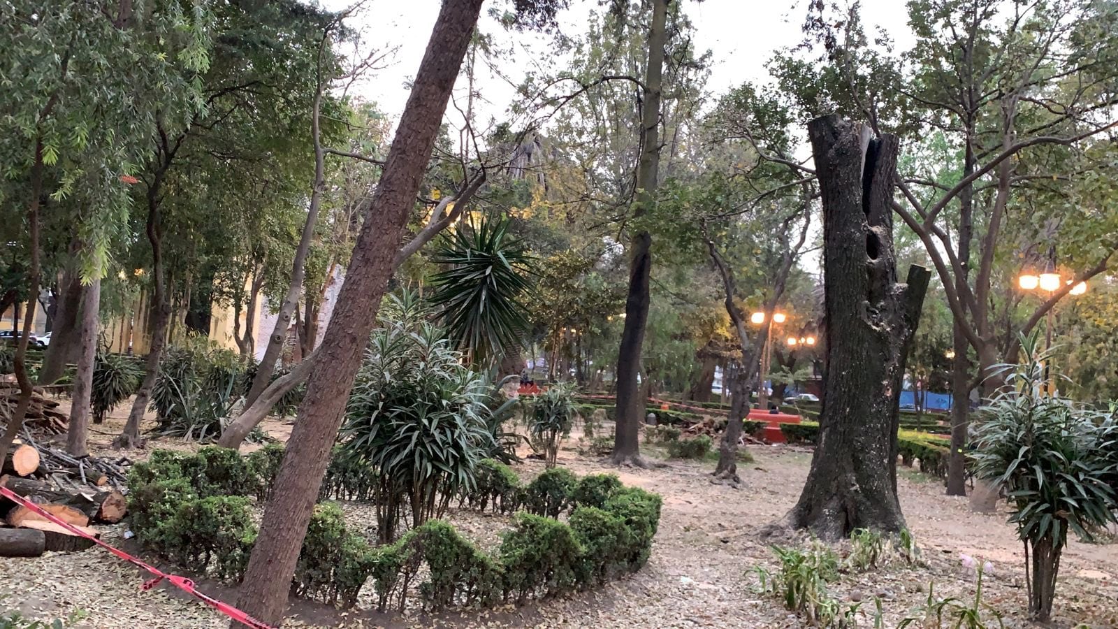 Tala de arboles en alcaldía Coyoacán