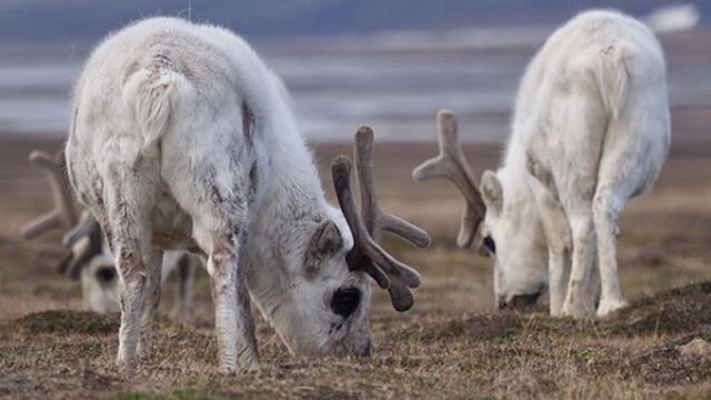 Renos en el archipiélago Svalbard en Noruega.