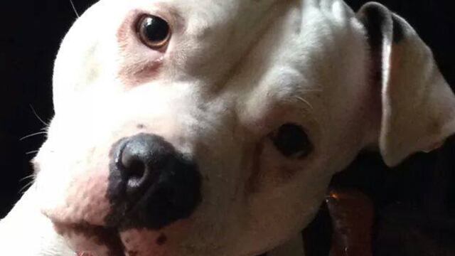 "Soy tu perro y tengo algo que decirte": La conmovedora carta de una mascota a su dueño