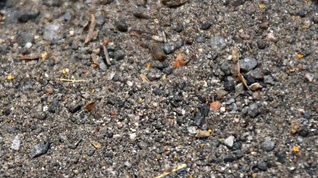 Metales pesados en el polvo de las calles de Puebla