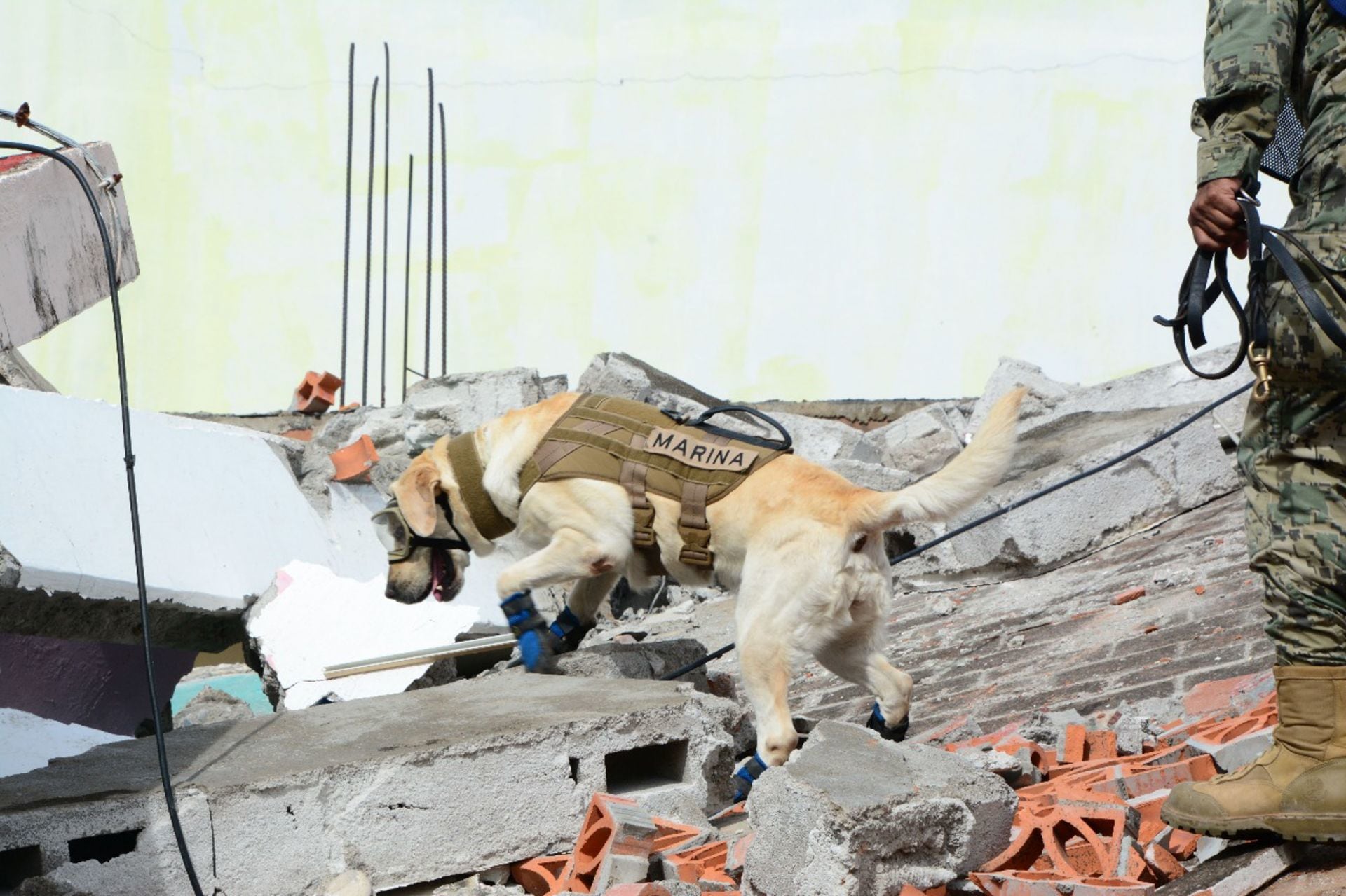 Frida en sus labores de rescate