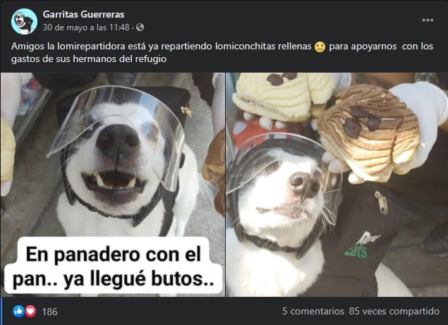 Para ayudar a su refugio, una perrita llamada Any reparte 'lomiconchas'