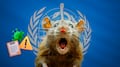 OMS revela nuevo dato sobre transmisión del hantavirus