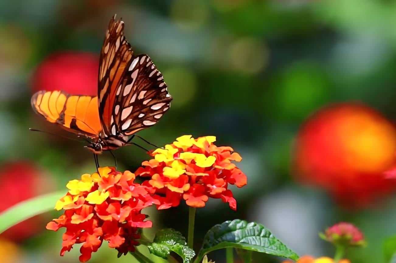 Coyoacán transforma Jardín Hidalgo en espacio para atraer fauna polinizadora.
