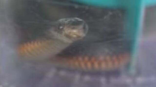 Serpiente atrapada en aspiradora