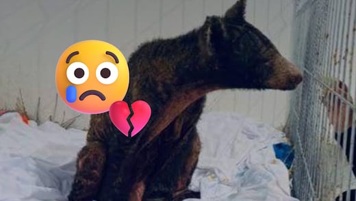 Murió Mina, la osa rescatada del Zoológico La Pastora en Nuevo León
