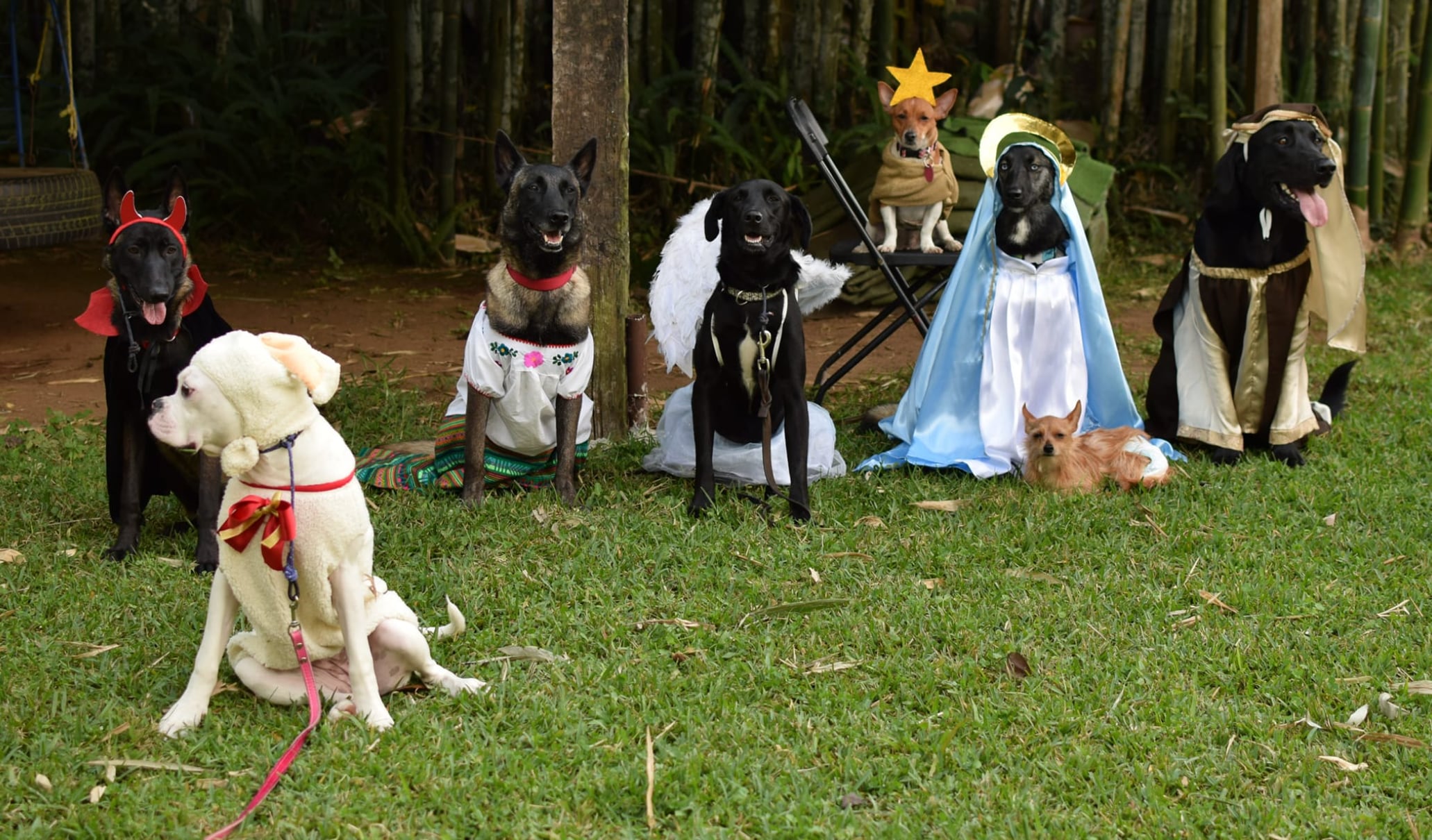 Perritos en pastorela