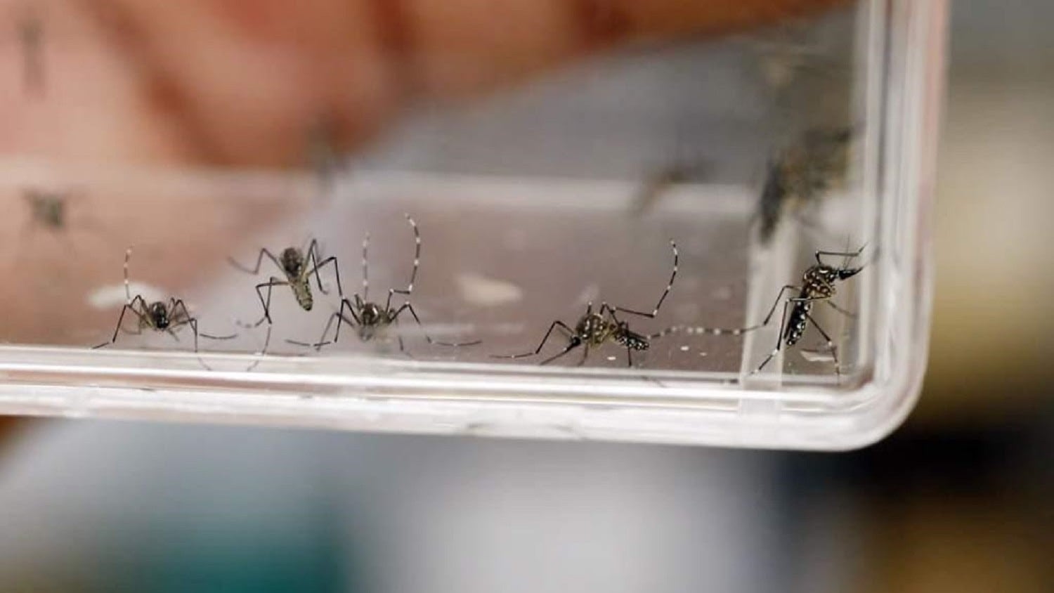 Dengue, Zika y Chikungunya