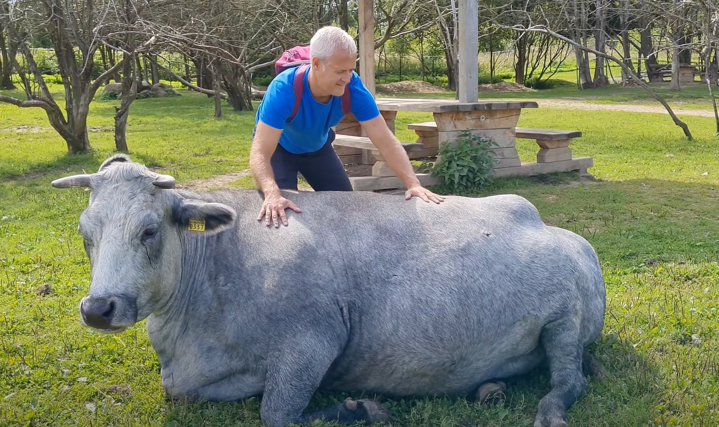 Vaca azul de Letonia
