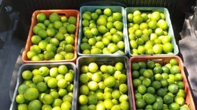 Productores de limón de Michoacán anuncian paro ante extorsiones