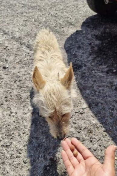 Perro Taquito rescatado por Mundo Patitas
