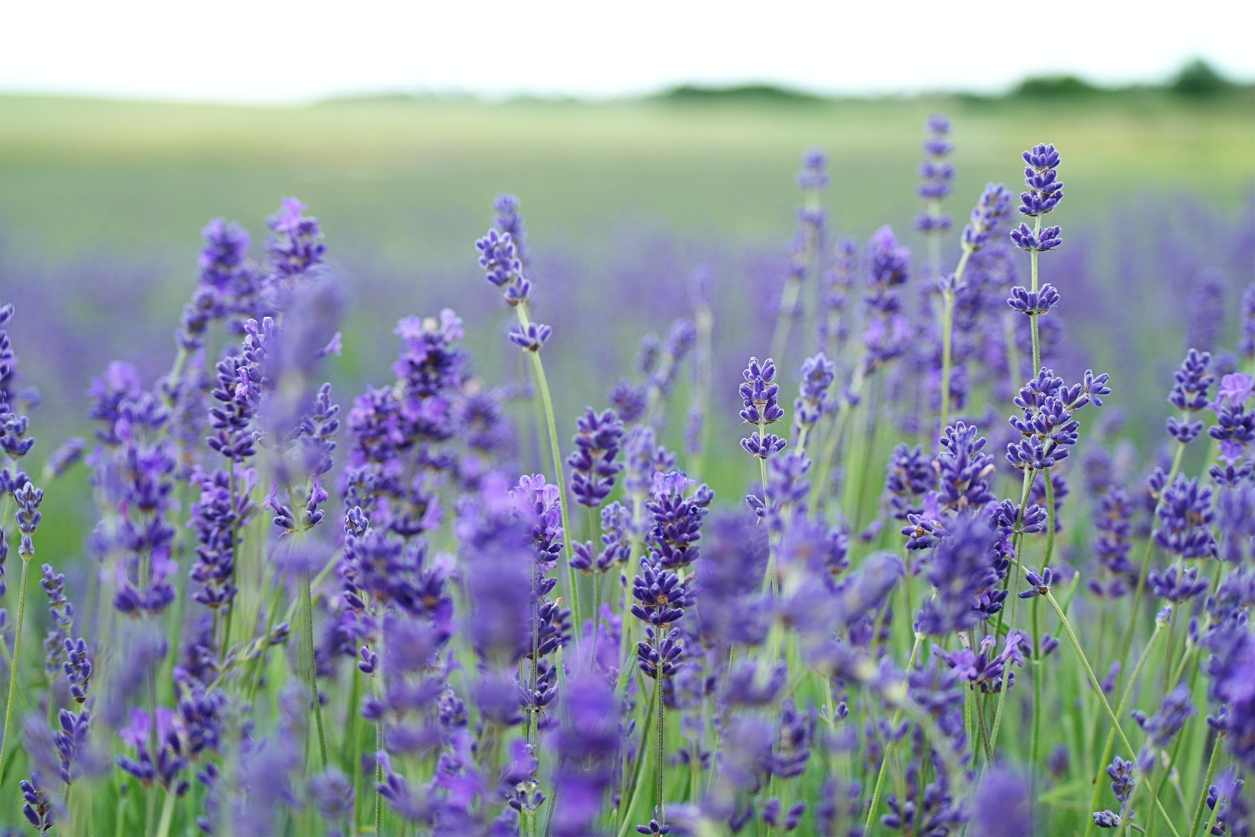 Lavanda para aprovechar el eclipse solar 2024