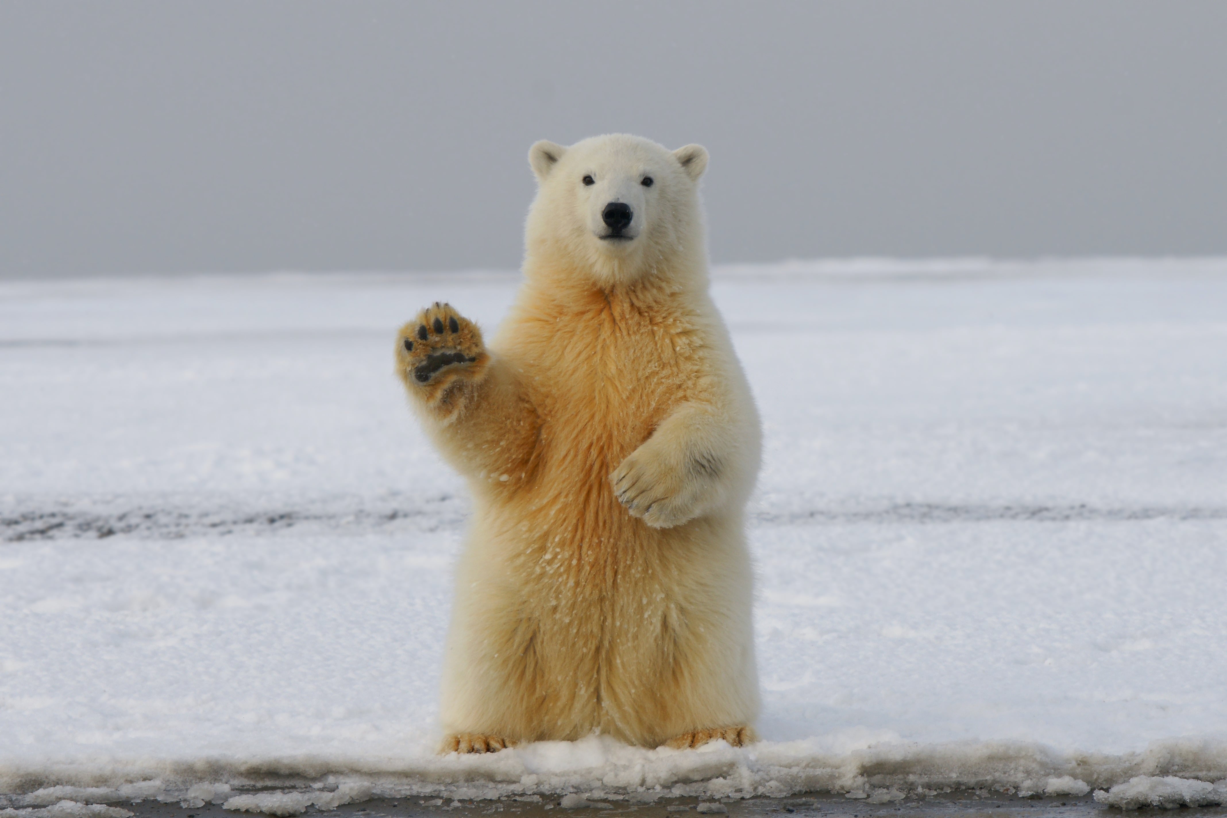 Oso polar en el Ártico