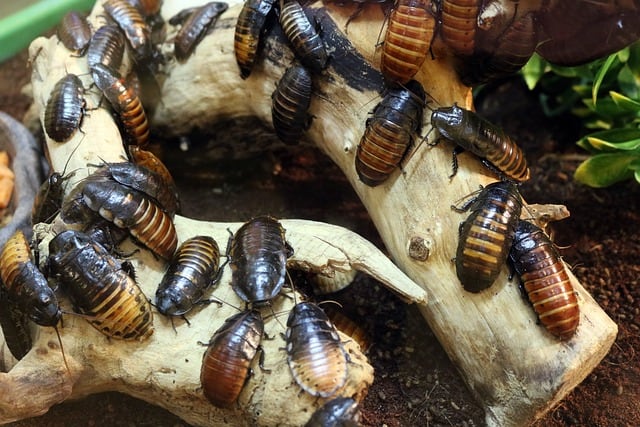 Las cucarachas recién bautizadas son ofrecidas como alimento a otros animales