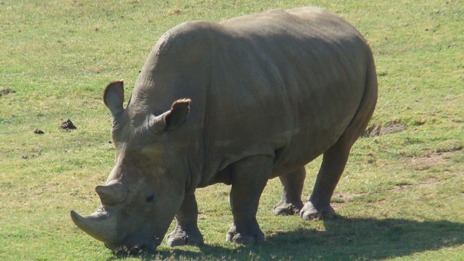 Rinoceronte.