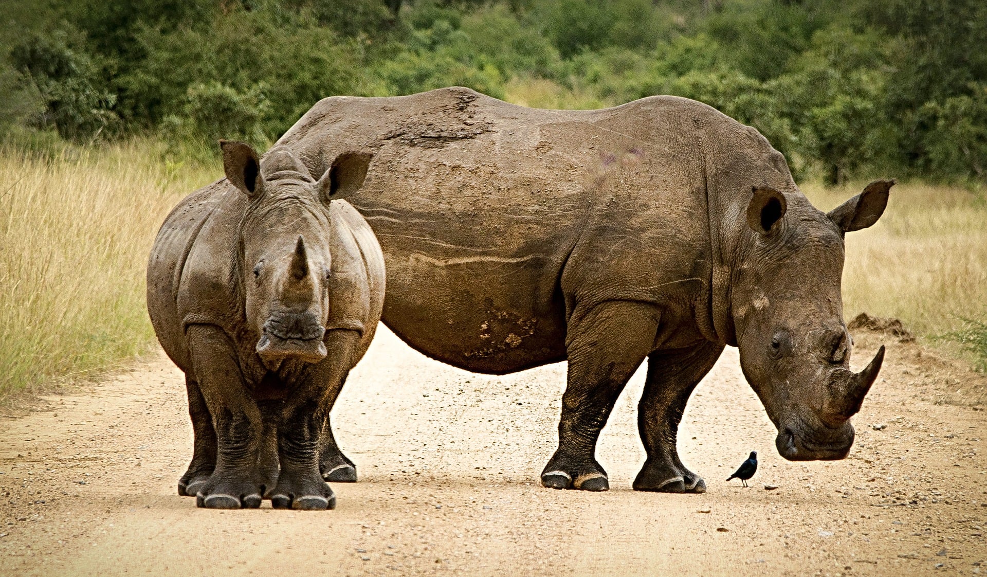 Incautan 63 kilos de cuernos de rinoceronte