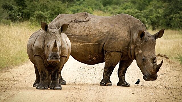 Incautan 63 kilos de cuernos de rinoceronte