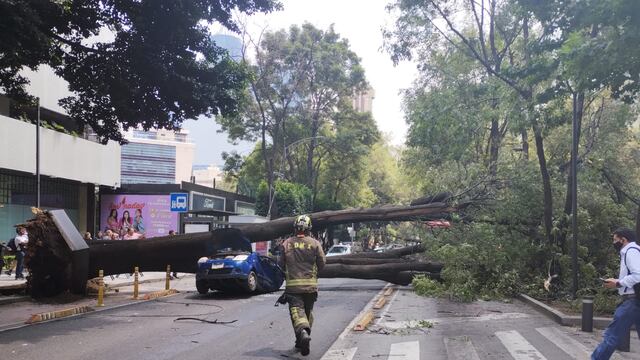 Se salvó de milagro: Árbol de Insurgentes y Georgia en la Nápoles aplastó su carro