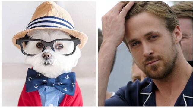 Toby es uno de los perros más famosos de Instagram.