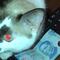 Gato lleva dinero en vez de ratones muertos