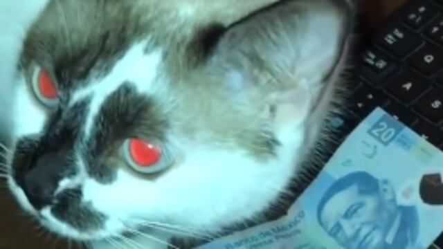 Gato roba dinero y se lo lleva a su amo.
