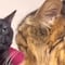 Este es el origen del meme del gato negro viral en TikTok que nos representa cuando estamos frustrados