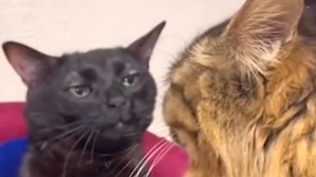 Este es el origen del meme del gato negro viral en TikTok que nos representa cuando estamos frustrados