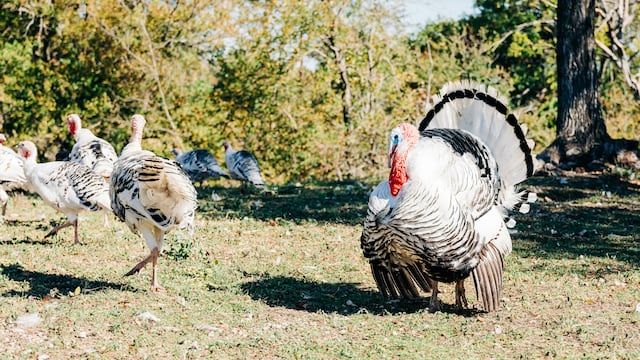 PETA revela abuso sexual y físico en pavos dentro de la empresa Butterball
