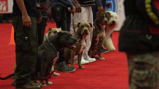 Los perros callejeros en México suman 23 millones