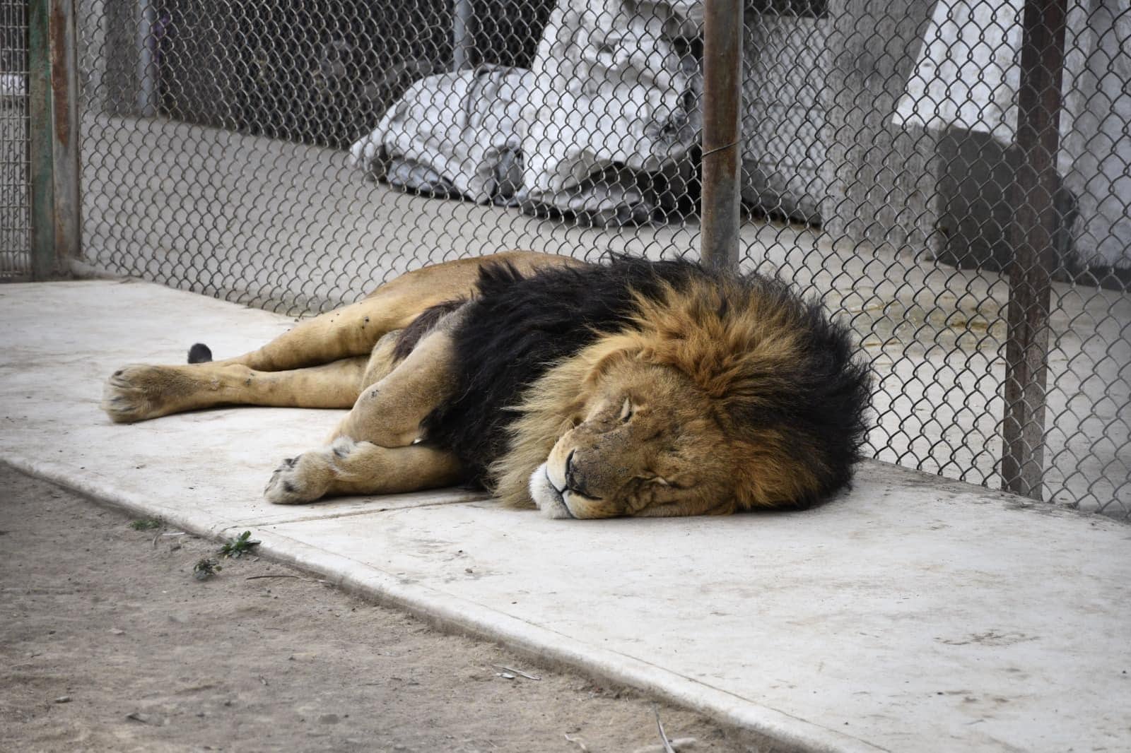 Los animales exóticos que encontraron en posesión de Francisco Torres Palacios