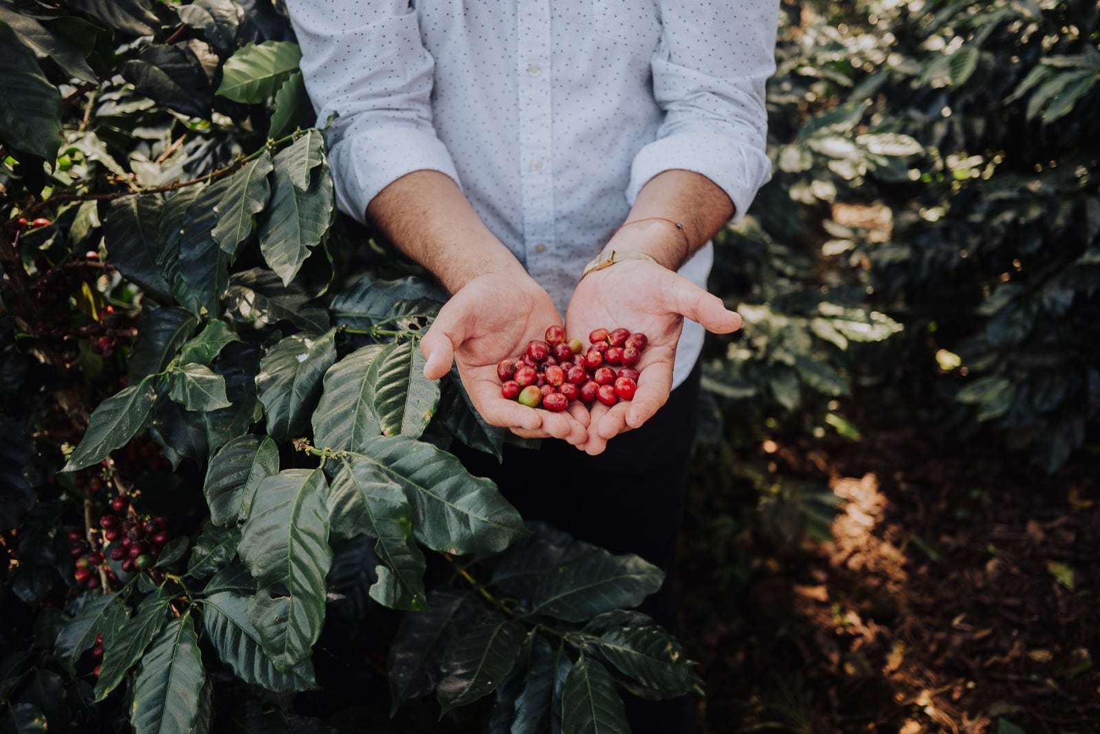 CAFFENIO opera cerca de 300 unidades drive-thru