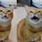 El gato que canta en TikTok se vuelve viral con este tierno video