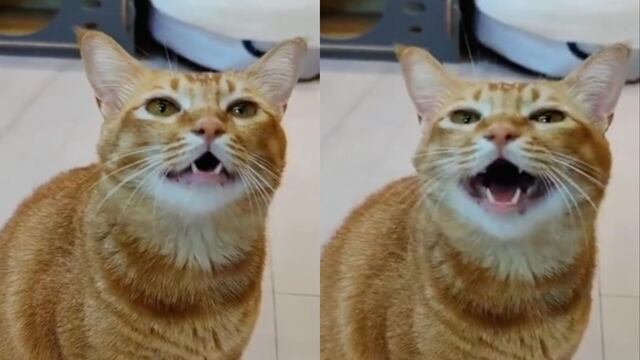 Este es el gato que canta en TikTok y se ha hecho viral