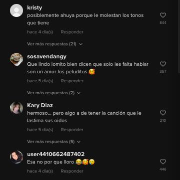 Usuarios de TikTok reaccionan al video del perrito aullando 'Qué agonía'
