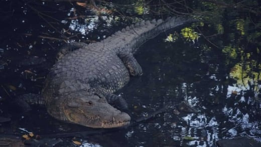 Suman 11 cocodrilos muertos en Puerto Vallarta y Bahía de Banderas