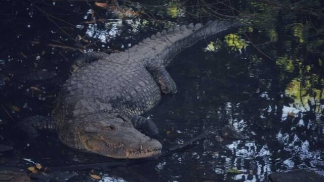 Hay tantos cocodrilos en Tamaulipas que van a hacer un censo