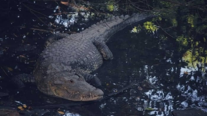 Suman 11 cocodrilos muertos en Puerto Vallarta y Bahía de Banderas
