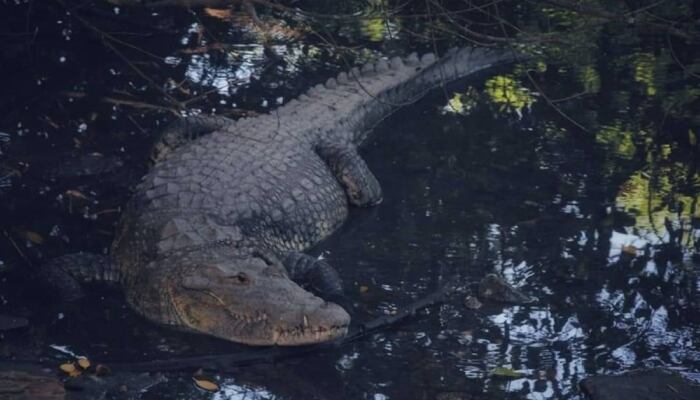 Hay tantos cocodrilos en Tamaulipas que van a hacer un censo