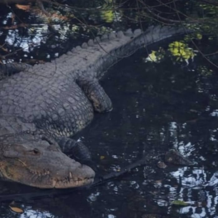 Suman 11 cocodrilos muertos en Puerto Vallarta y Bahía de Banderas