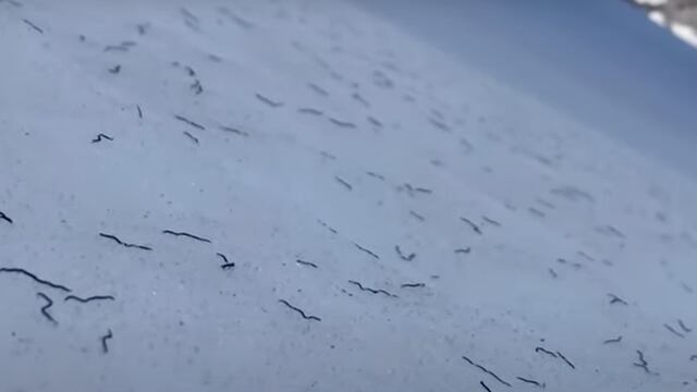Gusanos de los glaciares