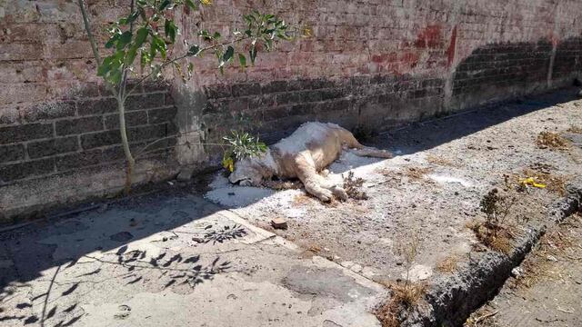 Leon africano muerto.